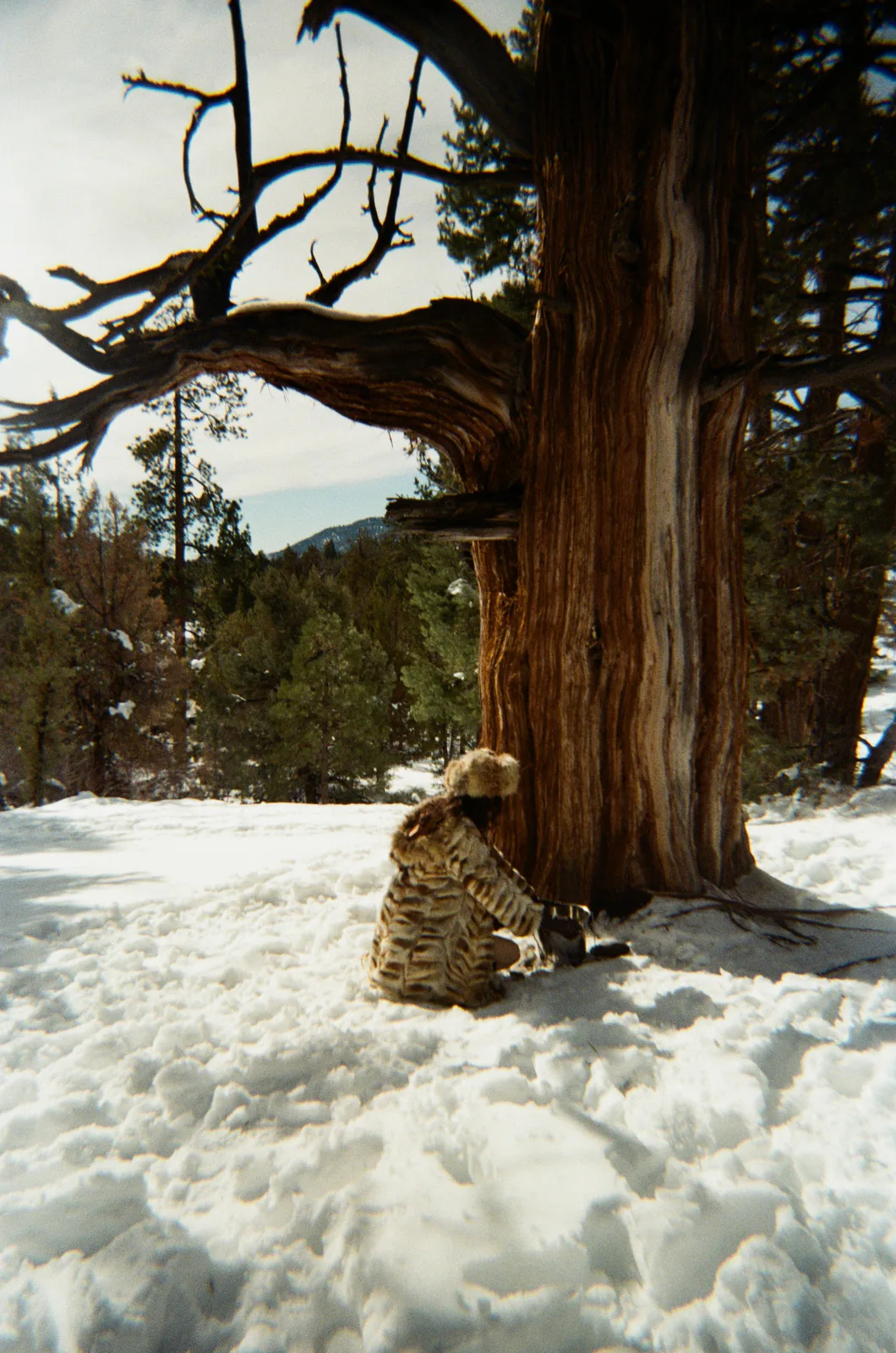 a person seated at the base of a weathered tree in snow